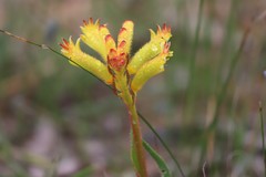 Anigozanthos humilis humilis