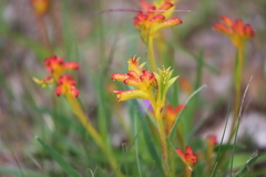 Anigozanthos humilis humilis