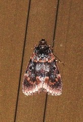 Araeopaschia