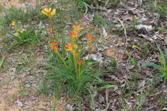 Anigozanthos humilis humilis