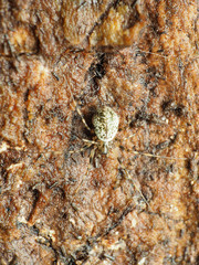 Drapetisca alteranda