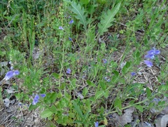 Scutellaria drummondii