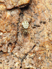 Drapetisca alteranda
