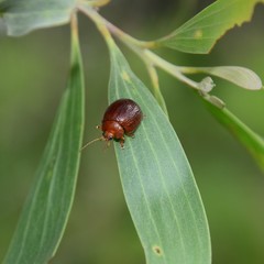 Dicranosterna picea