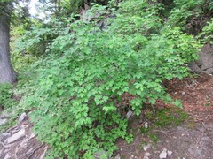 Acer glabrum glabrum