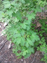 Acer glabrum glabrum