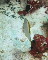 Chaetodon xanthocephalus