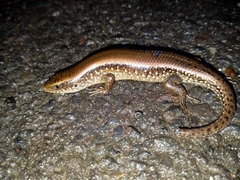 Eutropis multifasciata