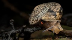 Nitor pudibundus