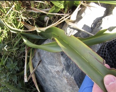 Ichneutica steropastis