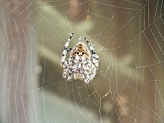 Araneus illaudatus
