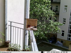 Phoenicurus ochruros