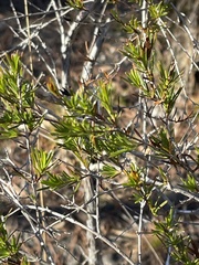 Hypericum fasciculatum