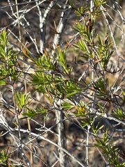 Hypericum fasciculatum