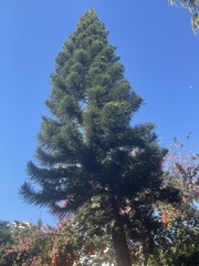 Araucaria columnaris