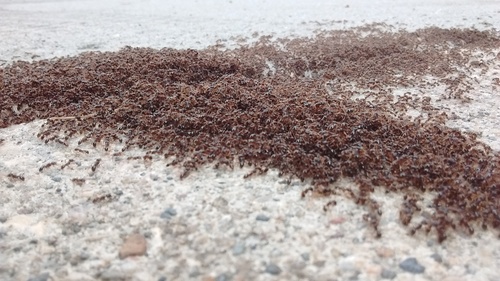 Immigrant Pavement Ant
