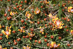 Pultenaea stricta