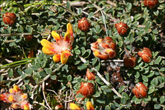 Pultenaea stricta