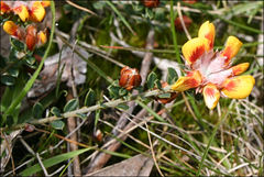 Pultenaea stricta