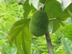 Artocarpus altilis