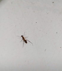 Camponotus conspicuus