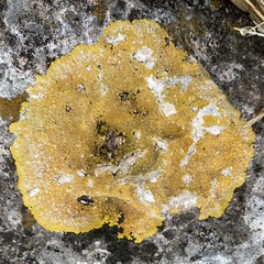 Caloplaca eugyra