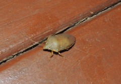 Coleotichus excellens