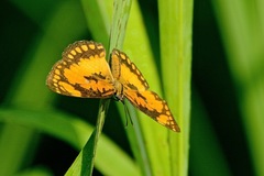 Byblia anvatara crameri