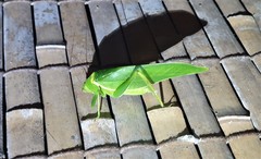 Paracaedicia serrata