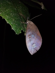 Tetrisia florigera