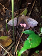 Tetrisia florigera