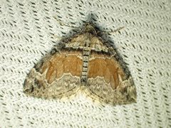 Dysstroma hersiliata