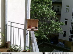 Phoenicurus ochruros