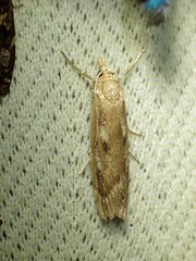 Occidentalia comptulatalis