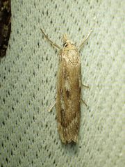 Occidentalia comptulatalis