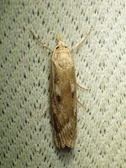 Occidentalia comptulatalis