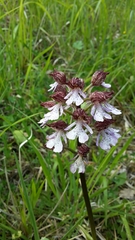Orchis purpurea