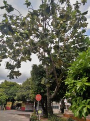 Artocarpus altilis