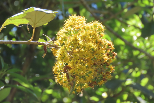 Sinclairia polyantha, 2021-02-04