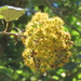 Sinclairia polyantha - Photo (c) Francisco Jose Gomez Marin, algunos derechos reservados (CC BY-NC), subido por Francisco Jose Gomez Marin