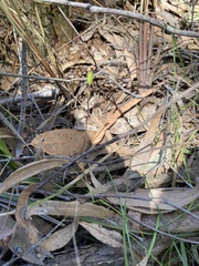 Caladenia transitoria