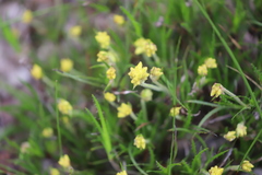 Conostylis aculeata aculeata