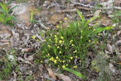 Conostylis aculeata aculeata