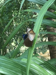 Elymnias hypermnestra