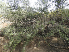 Sarcomphalus obtusifolius canescens