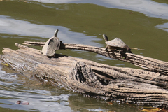 Graptemys sabinensis