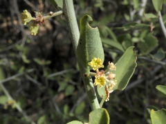 Sarcomphalus obtusifolius canescens