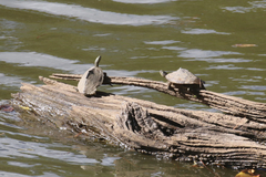 Graptemys sabinensis