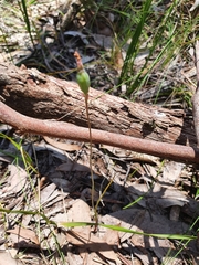 Caladenia transitoria