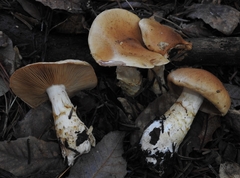 Cortinarius superbus